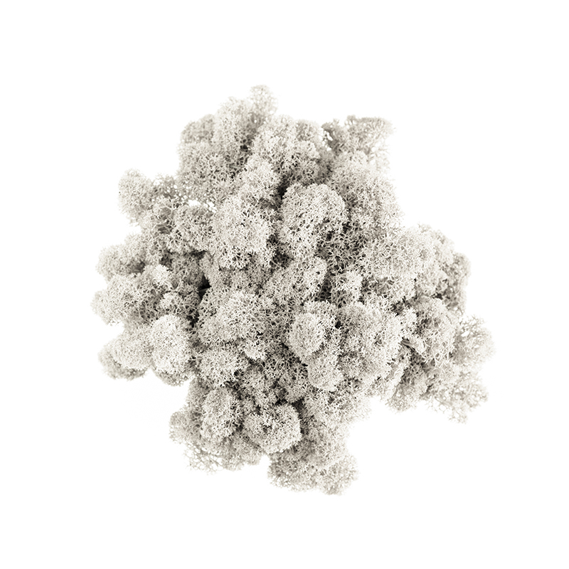 Isompi_kehys_800x800_01_Lichen